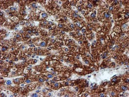 NDUFB9 Antibody (clone OTI13H11)