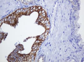 SLA2 / SLAP2 Antibody (clone OTI2B2)