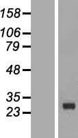 CDKN3 / KAP Protein (Over-Expression Lysate Myc-DDK (Flag))