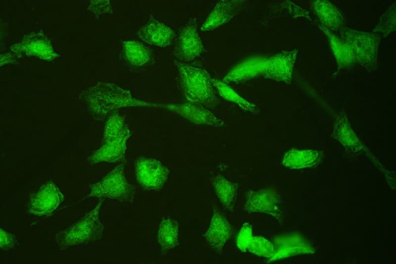 HSPA2 Antibody (aa564-598)