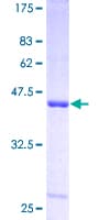 Human SAT1 / SAT Protein (Recombinant GST)
