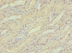 CREB3 / LZIP Antibody (aa1-230)