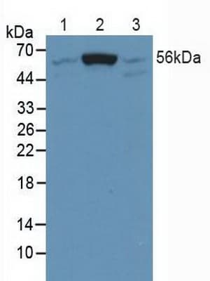 SMAD5 Antibody (aa210-464, APC)