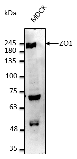 PathPlus™ TJP1 / ZO-1 Antibody (C-Terminus)