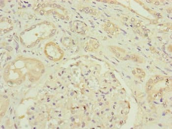 HAUS8 Antibody