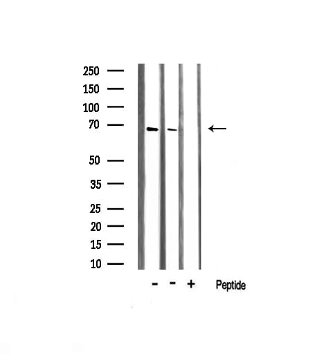 PRKAA1 / AMPK Alpha 1 Antibody
