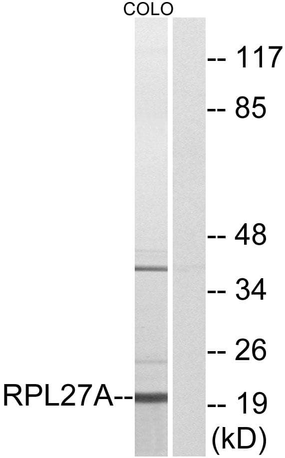 RPL27A Antibody