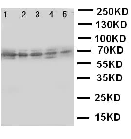 ABCG5 Antibody (aa116-131)