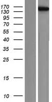 KIF4B Protein (Over-Expression Lysate Myc-DDK (Flag))