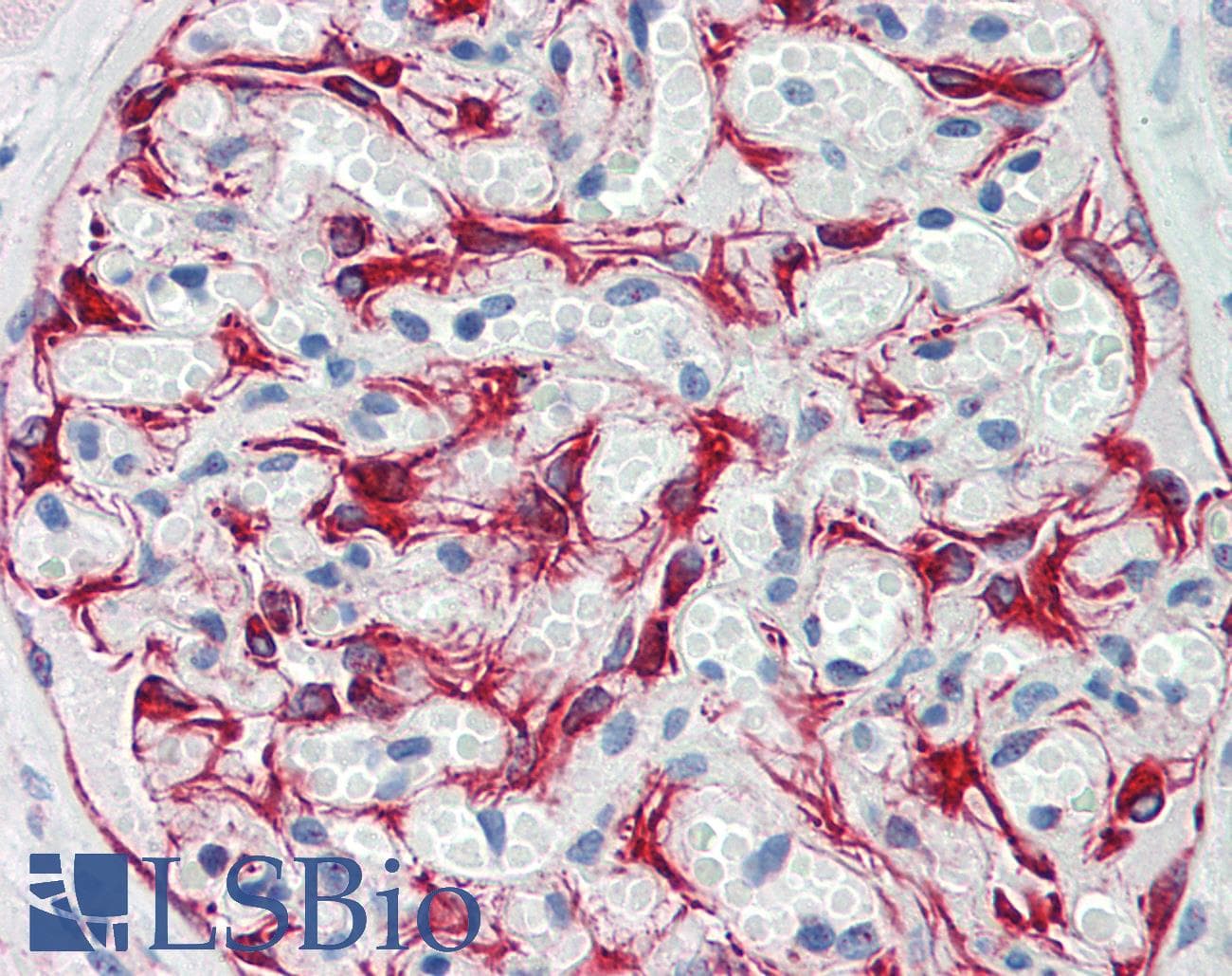PathPlus™ Vimentin Antibody