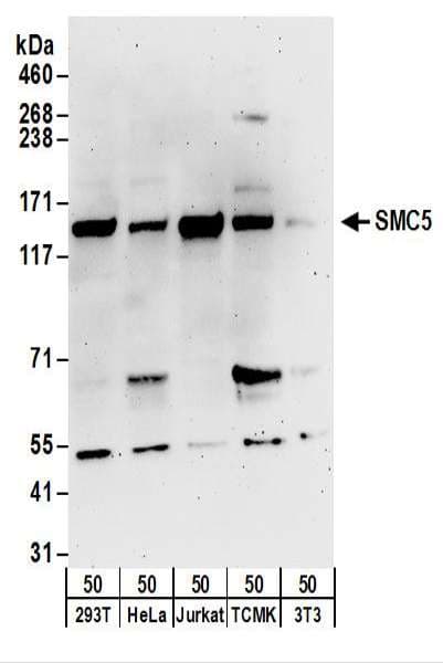 SMC5 Antibody (aa1050-C-term)
