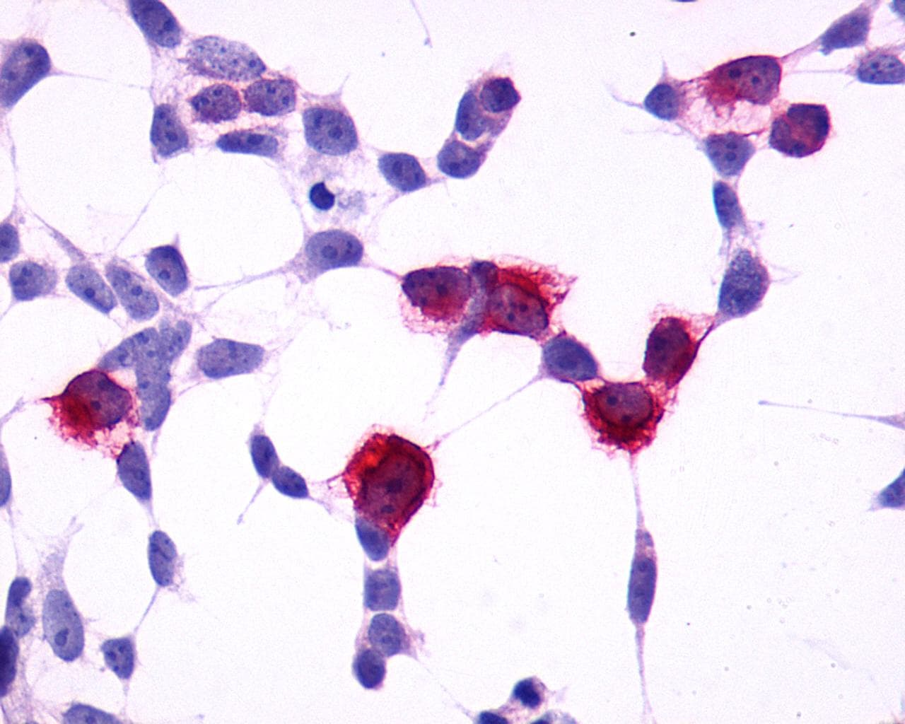 PathPlus™ GPR4 Antibody (C-Terminus)