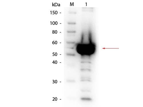 Polyclonal Rabbit anti-Bacillus amyloliquefaciens Alpha Amylase Antibody (Lyophilized, Biotin, WB)