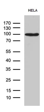 Monoclonal Mouse anti-Human MALT1 Antibody (clone OTI1E4, WB)