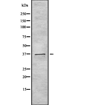 TAS2R40 Antibody