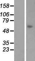 LGSN Protein (Over-Expression Lysate Myc-DDK (Flag))