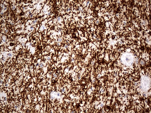 CNPase Antibody (clone OTI3C3)
