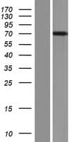 FBXL4 / FBL5 Protein (Over-Expression Lysate Myc-DDK (Flag))
