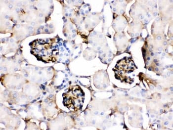 APOA1 / Apolipoprotein A 1 Antibody