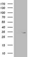 OXNAD1 Antibody (clone OTI1D1)