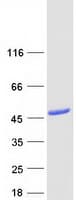 Human PNMA2 / MA2 Protein (Recombinant Myc-DDK (Flag))