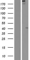 FREM2 Protein (Over-Expression Lysate Myc-DDK (Flag))