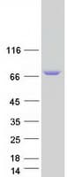 Human ARHGEF37 Protein (Recombinant Myc-DDK (Flag))