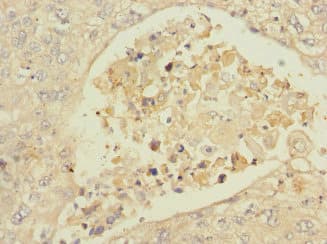 ISCU Antibody