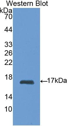 RBP1 / CRBP Antibody (aa2-135, Biotin)