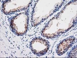SEC14L2 Antibody (clone OTI1F10, Carrier-free)