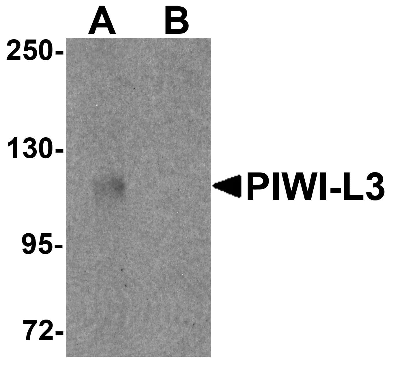Polyclonal Rabbit anti-Human PIWIL3 Antibody (IF, WB)