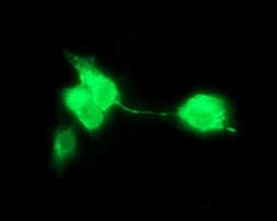 CD163 Antibody (clone 2F8, Carrier-free)