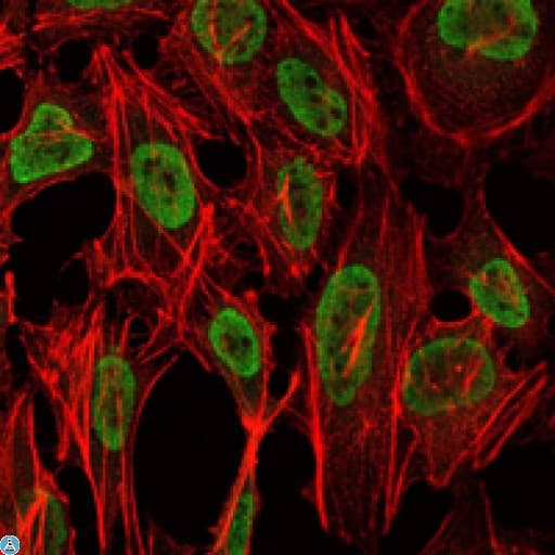 PSIP1 / LEDGF Antibody