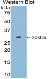 TOLLIP Antibody (aa28-261, Cy3)