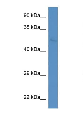 WASF2 / SCAR2 Antibody (aa146-195)