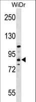 HOOK1 Antibody (aa402-431)