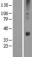 WNT16 Protein (Over-Expression Lysate Myc-DDK (Flag))