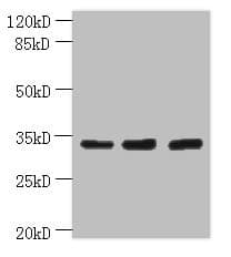 OTUD6B Antibody