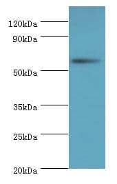 NAB2 Antibody (aa1-200)