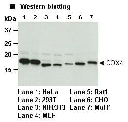 COX4 Antibody