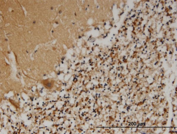 Monoclonal Mouse anti-Human PCSK1N / PROSAAS Antibody (clone 1E9, IHC, WB)