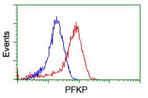 PFKP Antibody (clone OTI3G8, Carrier-free)