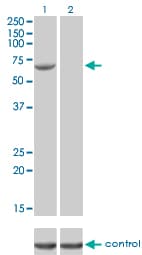 FANCG Antibody (clone 2C8)