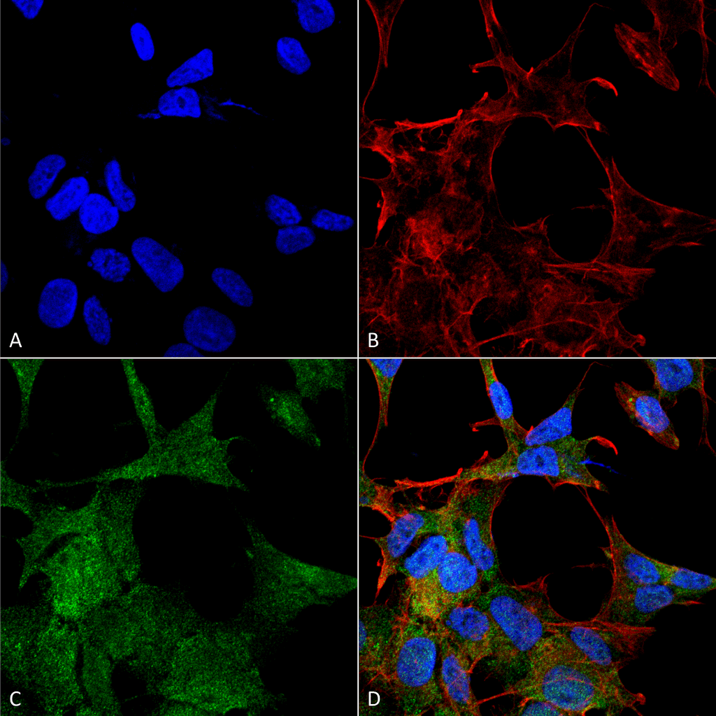 ATG4A Antibody