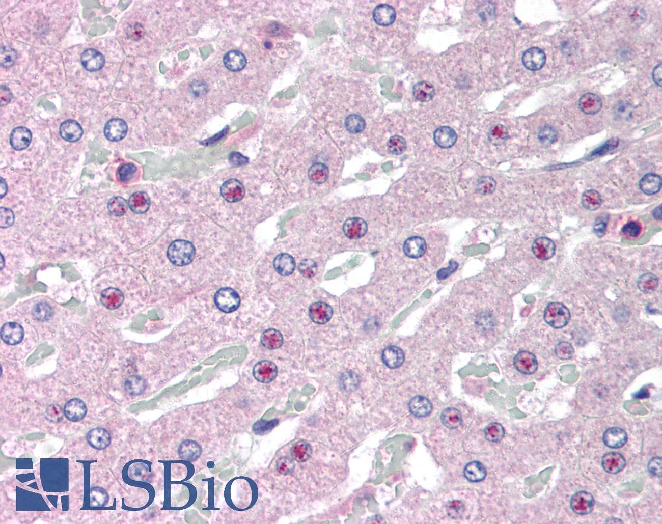 IHC-plus™ SLC25A47 / C14orf68 Antibody (aa242-254)