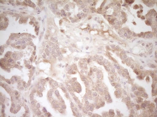 CD40 Antibody (aa21-166, clone OTI9D8)