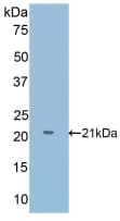 SLIT1 Antibody (aa603-773)