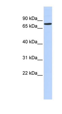 Polyclonal Rabbit anti-Human RFX2 Antibody (C-Terminus, WB)
