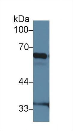 Polyclonal Rabbit anti-Mouse NFKBIZ / IKBZ Antibody (APC,Cy7, aa414-654, WB)