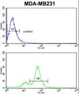 CYP2A13 Antibody (aa446-477)
